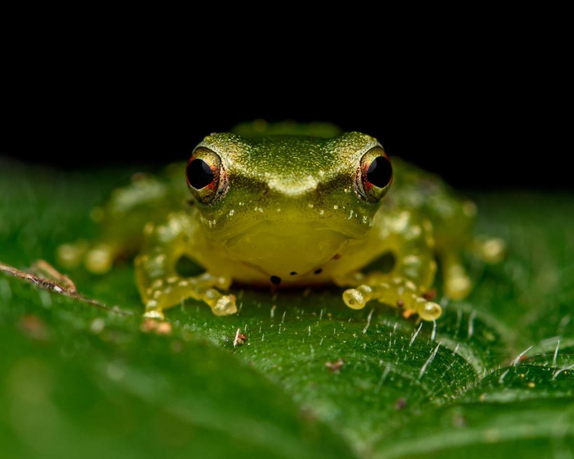 Kuyana Amazon Lodge Archidona Экстерьер фото